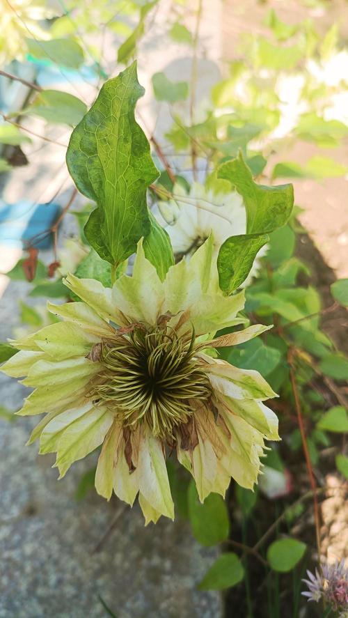 铁线莲的冬天养殖禁忌？铁线莲冬天会冻死么？-第7张图片-优品飞百科