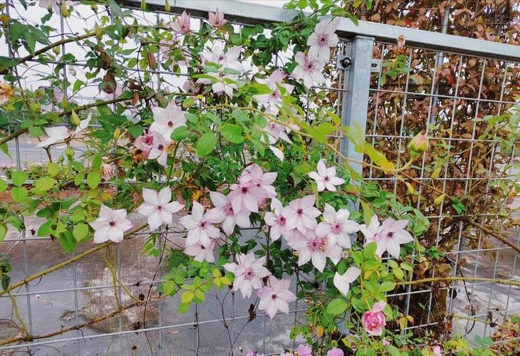 铁线莲的冬天养殖禁忌？铁线莲冬天会冻死么？-第8张图片-优品飞百科