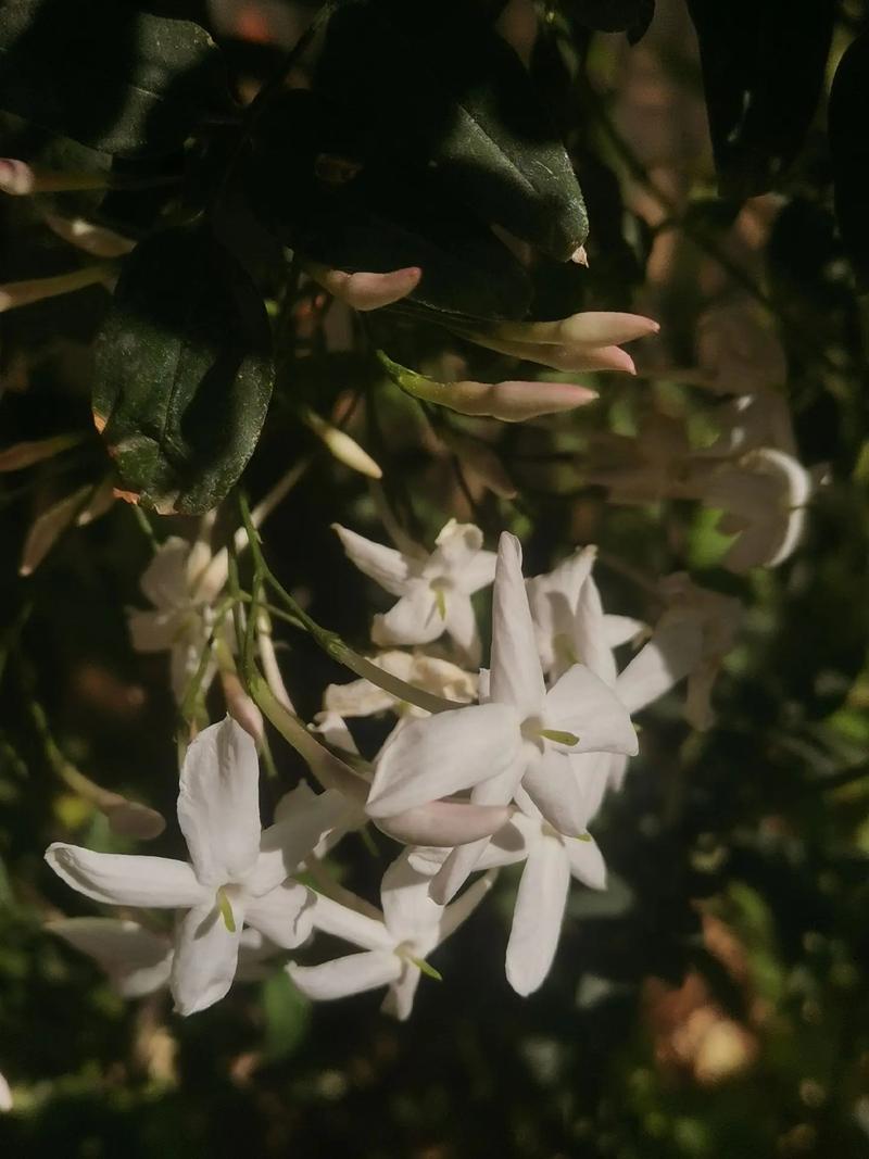 素馨花怎么种，素馨花苗