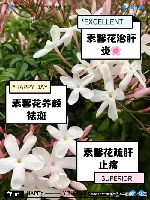 素馨花怎么种,素馨花苗-第2张图片-优品飞百科 素馨花怎么种,素馨花苗-第2张图片-优品飞百科