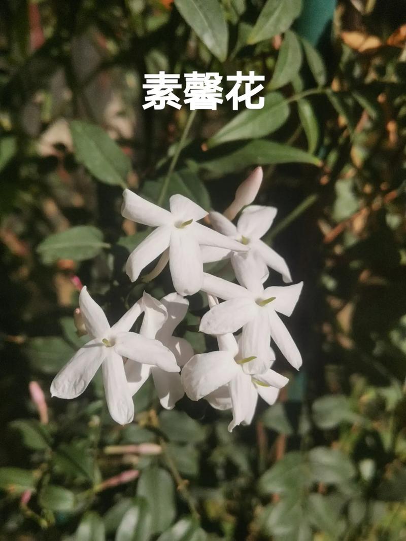 素馨花怎么种,素馨花苗-第3张图片-优品飞百科 素馨花怎么种,素馨花苗-第3张图片-优品飞百科