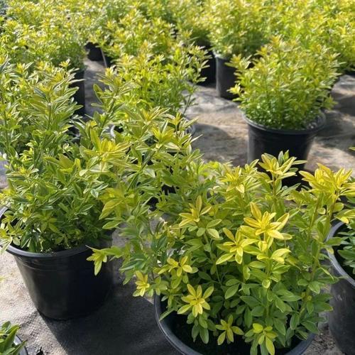 素馨花怎么种,素馨花苗-第4张图片-优品飞百科 素馨花怎么种,素馨花苗-第4张图片-优品飞百科