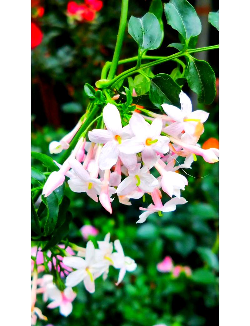 素馨花怎么种,素馨花苗-第6张图片-优品飞百科 素馨花怎么种,素馨花苗-第6张图片-优品飞百科