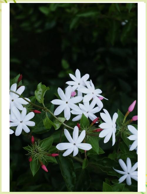 素馨花怎么种,素馨花苗-第5张图片-优品飞百科 素馨花怎么种,素馨花苗-第5张图片-优品飞百科