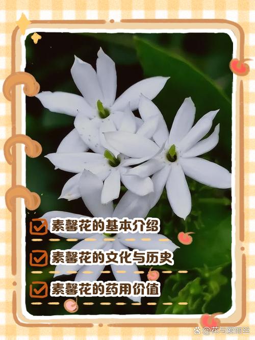 素馨花怎么种,素馨花苗-第7张图片-优品飞百科 素馨花怎么种,素馨花苗-第7张图片-优品飞百科