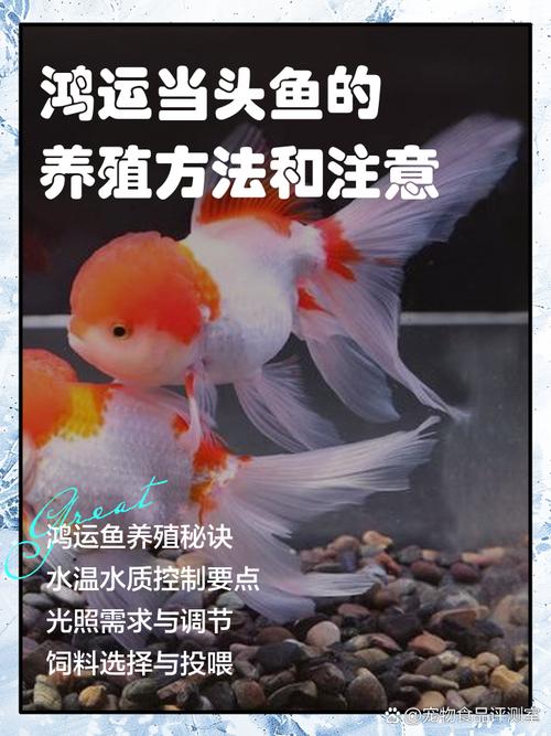 鸿运当头怎么养长得快？鸿运当头怎么养呀？