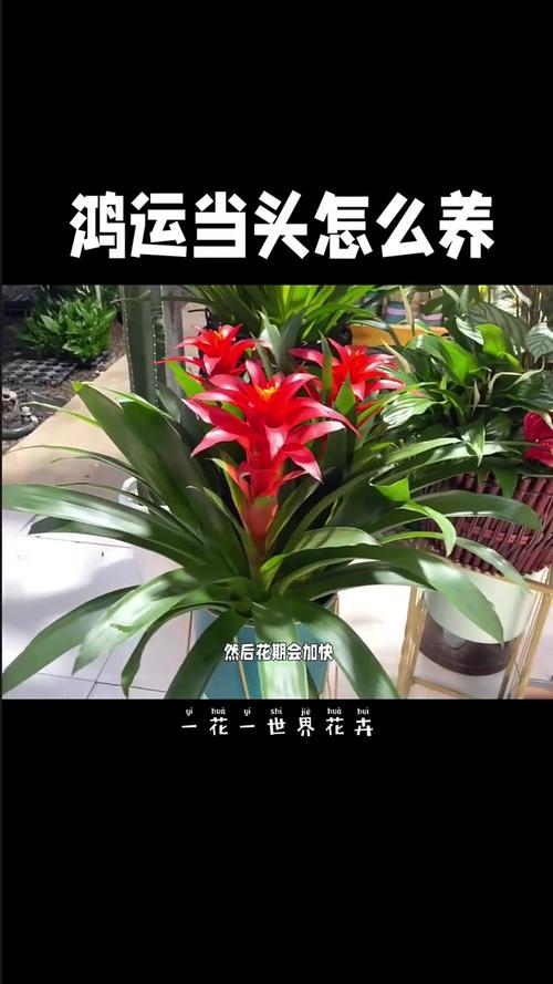 鸿运当头怎么养长得快?鸿运当头怎么养呀?-第2张图片-优品飞百科 鸿运当头怎么养长得快?鸿运当头怎么养呀?-第2张图片-优品飞百科