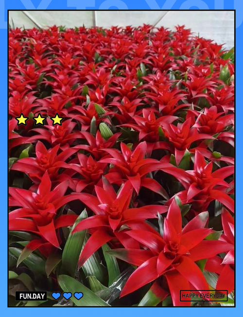 鸿运当头怎么养长得快?鸿运当头怎么养呀?-第3张图片-优品飞百科 鸿运当头怎么养长得快?鸿运当头怎么养呀?-第3张图片-优品飞百科