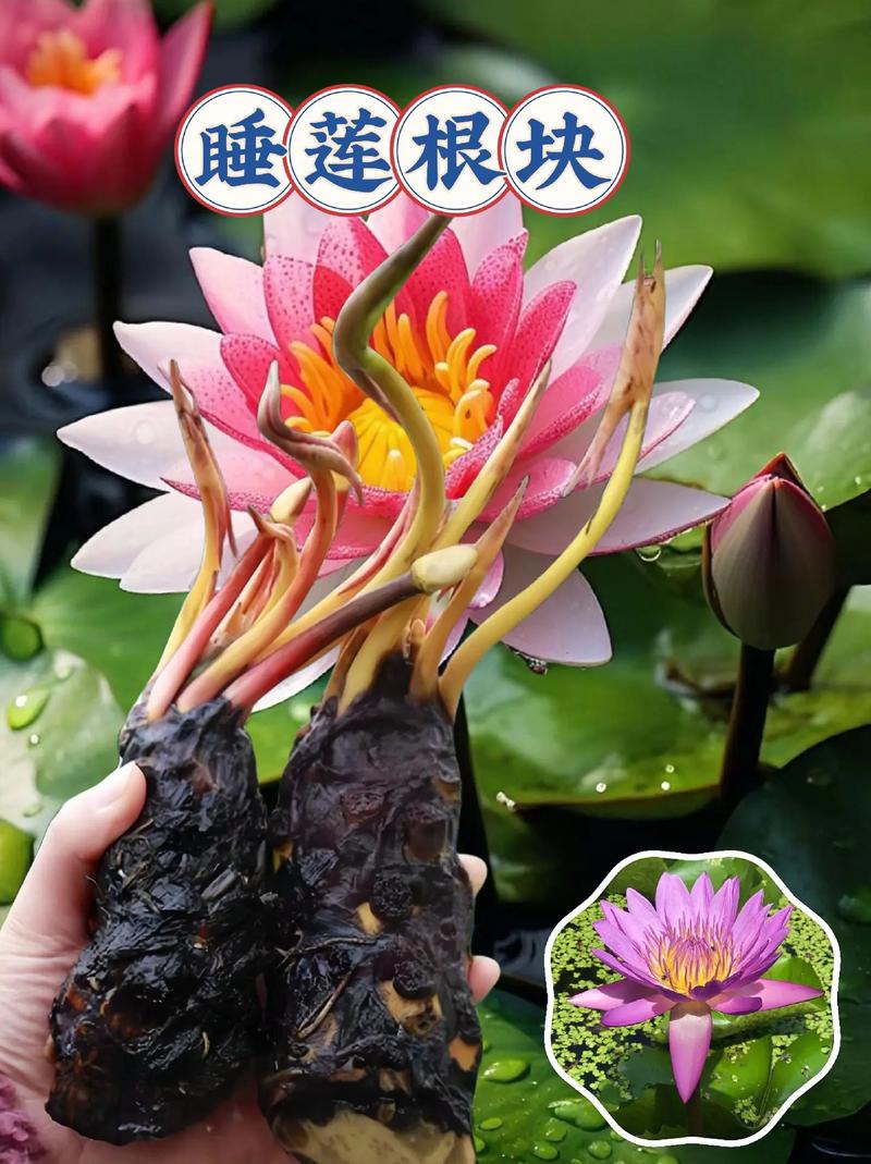 睡莲不用泥可以养吗？睡莲不放泥只放水怎样养？