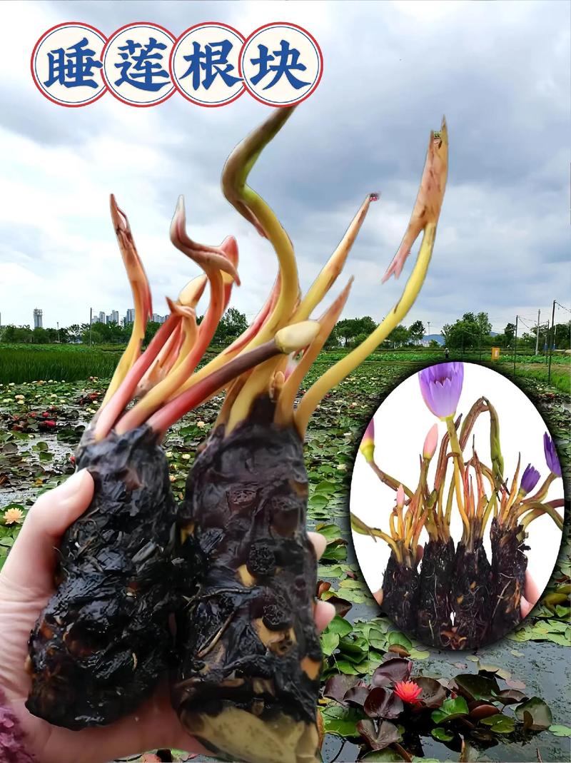 睡莲不用泥可以养吗？睡莲不放泥只放水怎样养？-第3张图片-优品飞百科