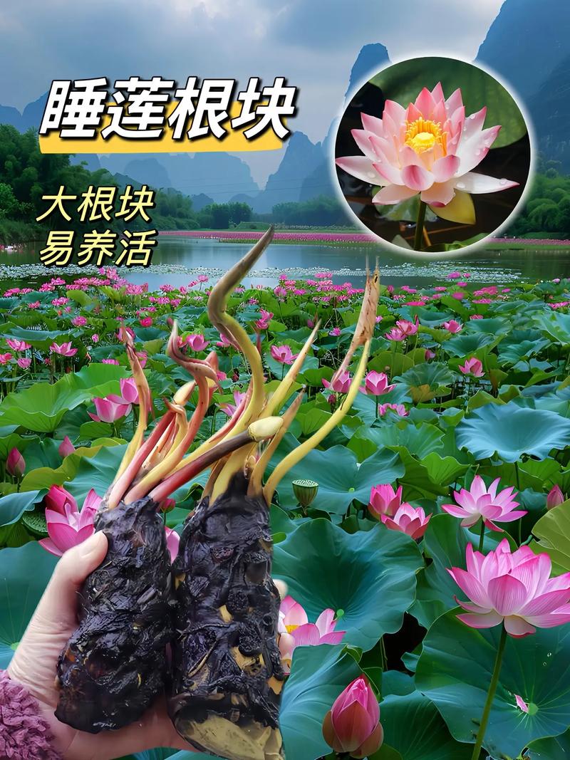 睡莲不用泥可以养吗？睡莲不放泥只放水怎样养？-第5张图片-优品飞百科