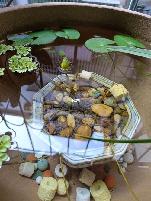 睡莲不用泥可以养吗？睡莲不放泥只放水怎样养？-第6张图片-优品飞百科