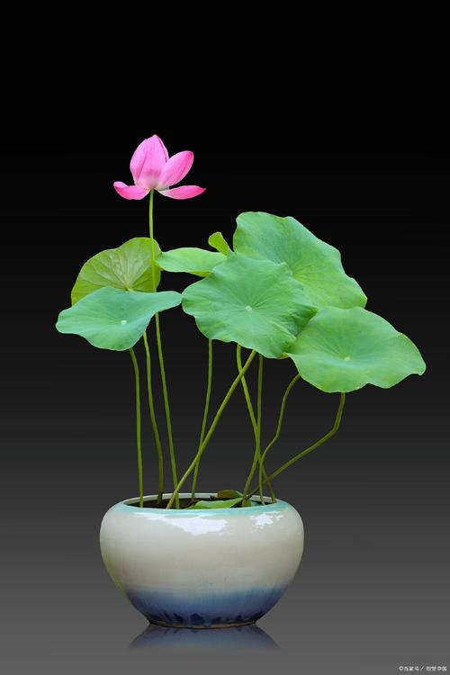 睡莲不用泥可以养吗？睡莲不放泥只放水怎样养？-第7张图片-优品飞百科