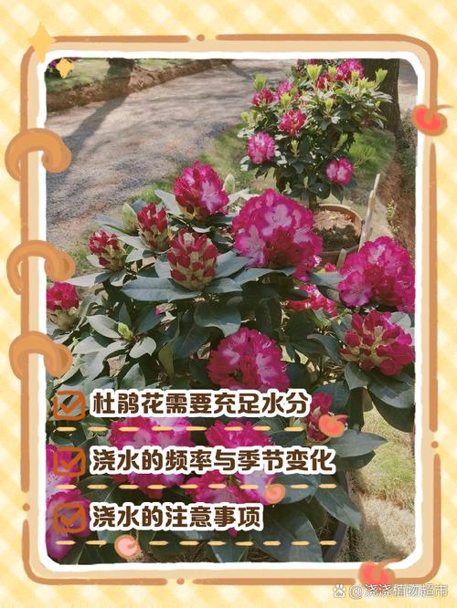杜鹃花几天浇一次水？杜鹃花可以每天浇水吗？-第3张图片-优品飞百科