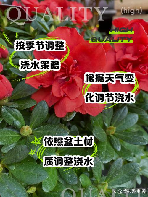 杜鹃花几天浇一次水？杜鹃花可以每天浇水吗？-第5张图片-优品飞百科