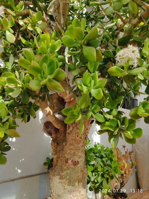 邻居家的玉树长成“大老桩”？玉树老了怎么办？