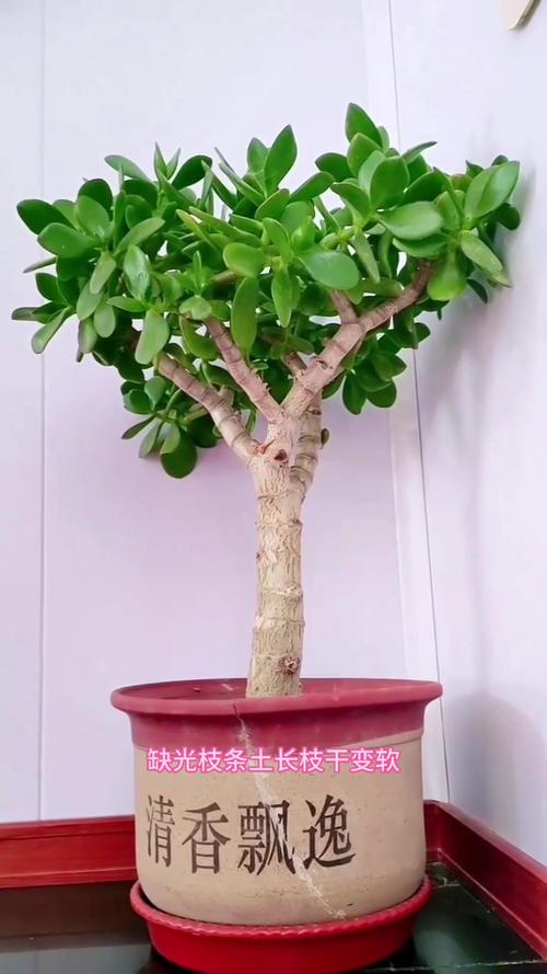 邻居家的玉树长成“大老桩”？玉树老了怎么办？-第2张图片-优品飞百科