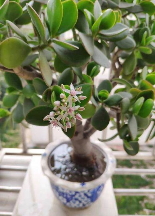 邻居家的玉树长成“大老桩”？玉树老了怎么办？-第3张图片-优品飞百科