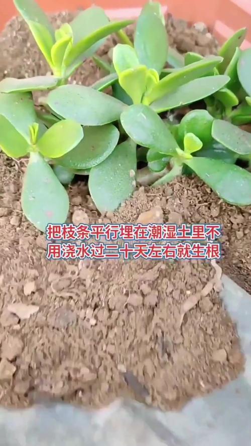 邻居家的玉树长成“大老桩”？玉树老了怎么办？-第4张图片-优品飞百科