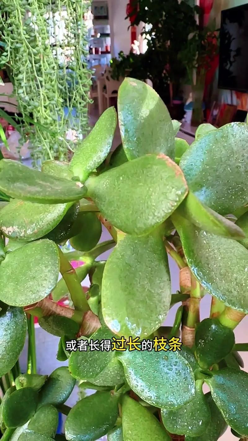 邻居家的玉树长成“大老桩”？玉树老了怎么办？-第5张图片-优品飞百科