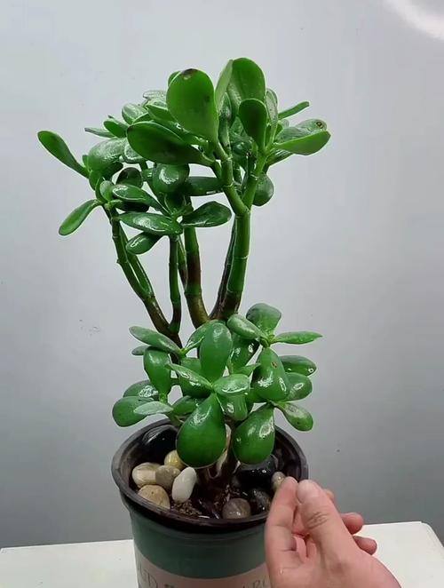 邻居家的玉树长成“大老桩”？玉树老了怎么办？-第6张图片-优品飞百科