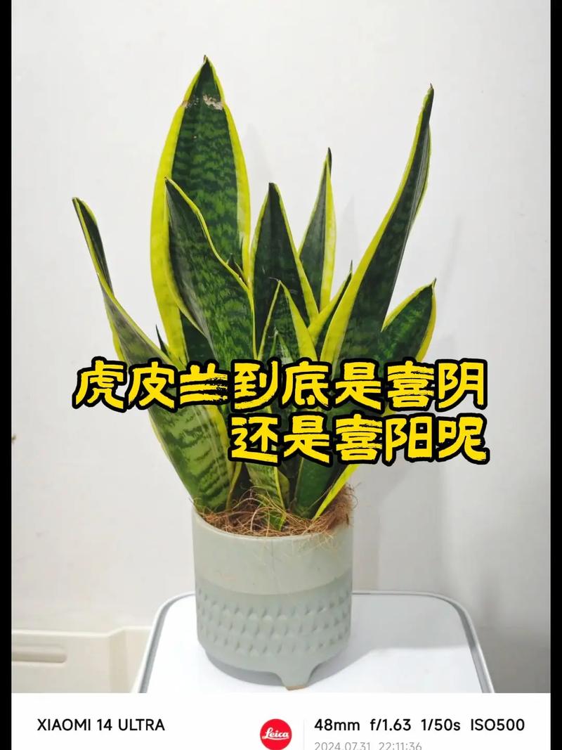 虎皮兰太高了怎么修剪，虎皮兰太高了怎么修剪视频？-第1张图片-优品飞百科