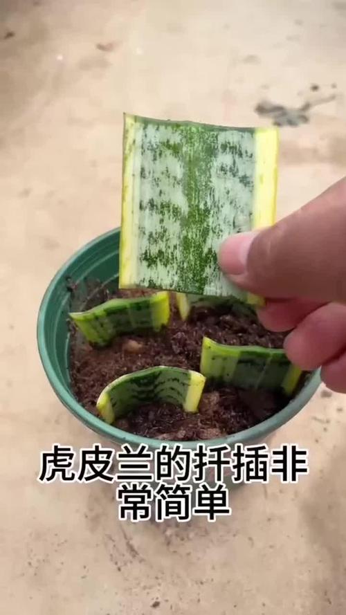 虎皮兰太高了怎么修剪，虎皮兰太高了怎么修剪视频？-第2张图片-优品飞百科