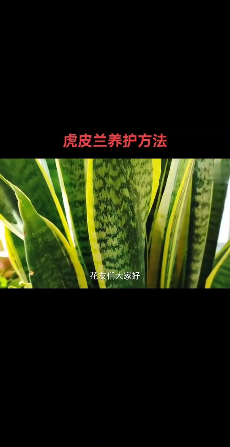 虎皮兰太高了怎么修剪，虎皮兰太高了怎么修剪视频？-第3张图片-优品飞百科