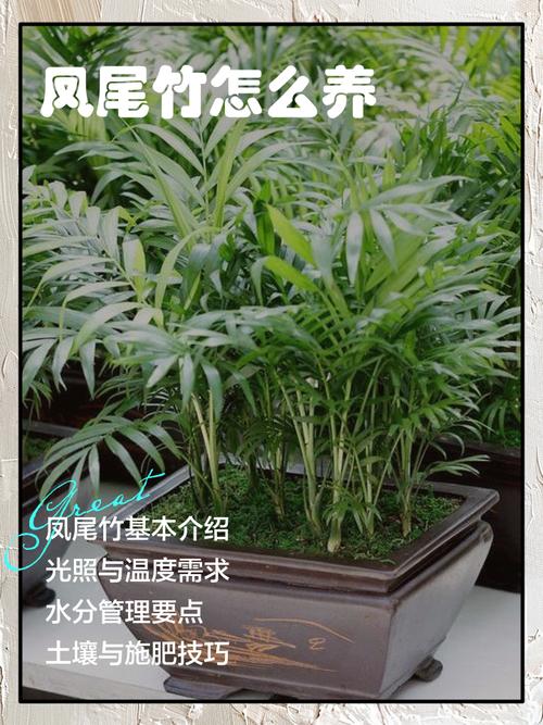 凤尾竹怎么养，尾葵凤尾竹怎么养？