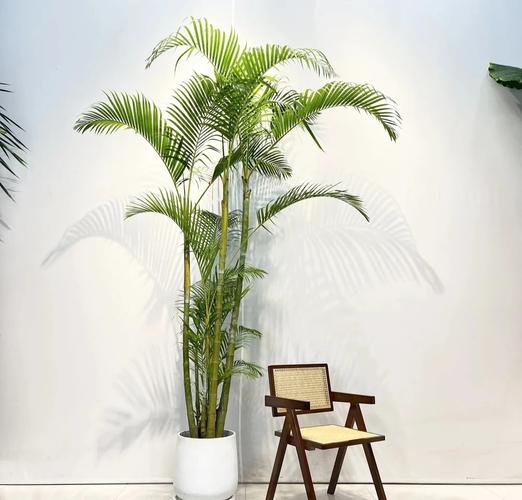 凤尾竹怎么养,尾葵凤尾竹怎么养?-第2张图片-优品飞百科 凤尾竹怎么养,尾葵凤尾竹怎么养?-第2张图片-优品飞百科