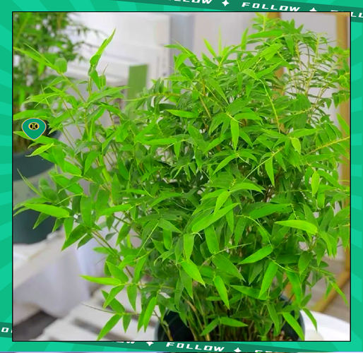 凤尾竹怎么养,尾葵凤尾竹怎么养?-第6张图片-优品飞百科 凤尾竹怎么养,尾葵凤尾竹怎么养?-第6张图片-优品飞百科