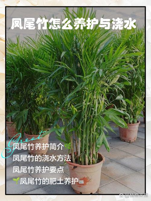 凤尾竹怎么养,尾葵凤尾竹怎么养?-第7张图片-优品飞百科 凤尾竹怎么养,尾葵凤尾竹怎么养?-第7张图片-优品飞百科