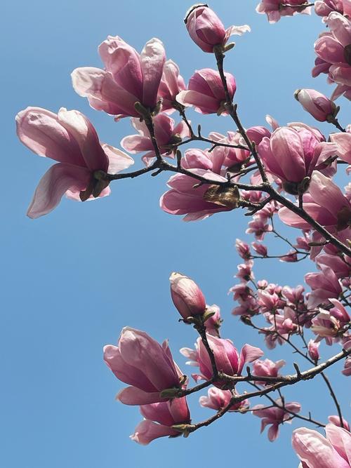 玉兰冬天能开花吗，玉兰花冬天开吗?？-第1张图片-优品飞百科