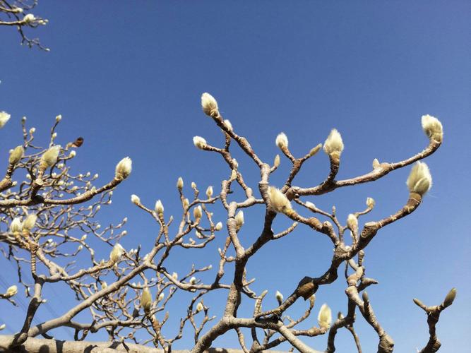 玉兰冬天能开花吗，玉兰花冬天开吗?？-第2张图片-优品飞百科