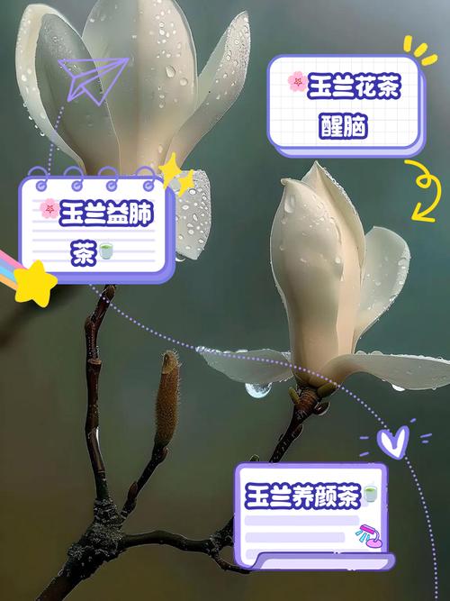 玉兰冬天能开花吗，玉兰花冬天开吗?？-第3张图片-优品飞百科