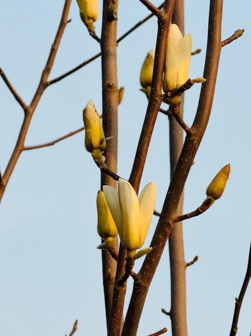 玉兰冬天能开花吗，玉兰花冬天开吗?？-第4张图片-优品飞百科