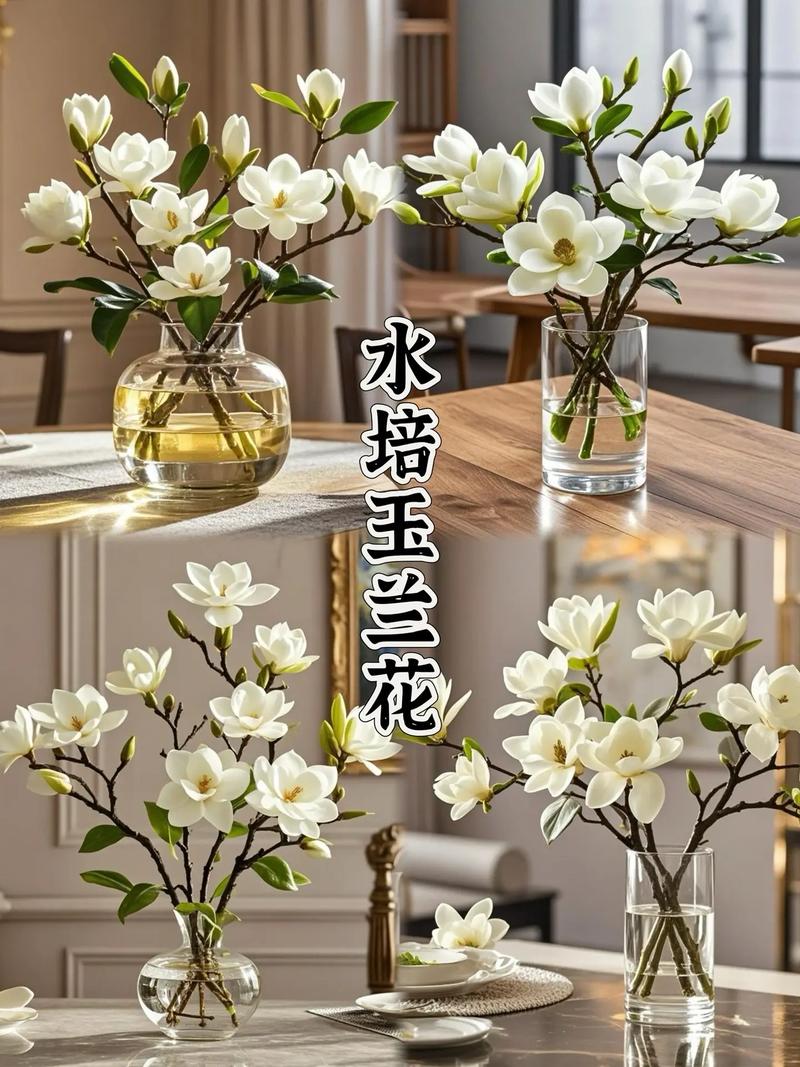 白玉兰花怎么养殖,白玉兰花怎么养殖方法-第1张图片-优品飞百科 白玉兰花怎么养殖,白玉兰花怎么养殖方法-第1张图片-优品飞百科