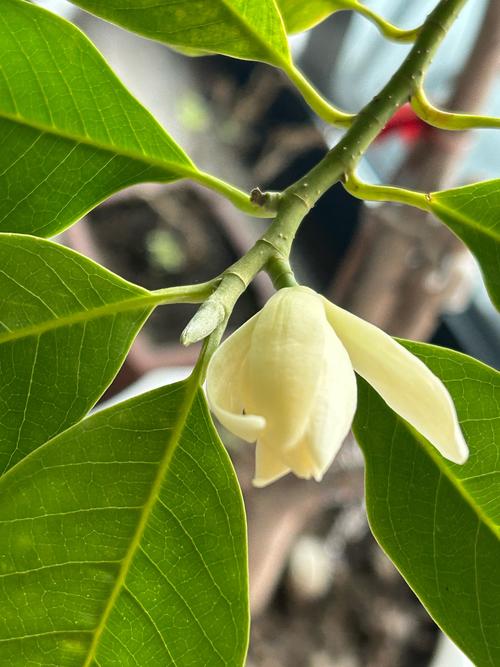 白玉兰花怎么养殖,白玉兰花怎么养殖方法-第2张图片-优品飞百科 白玉兰花怎么养殖,白玉兰花怎么养殖方法-第2张图片-优品飞百科