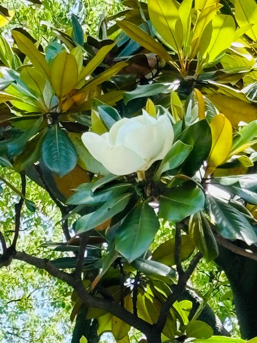 白玉兰花怎么养殖,白玉兰花怎么养殖方法-第3张图片-优品飞百科 白玉兰花怎么养殖,白玉兰花怎么养殖方法-第3张图片-优品飞百科