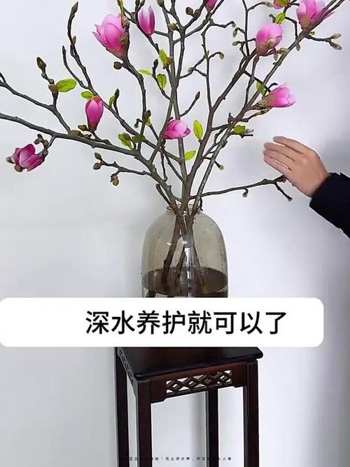 白玉兰花怎么养殖,白玉兰花怎么养殖方法-第4张图片-优品飞百科 白玉兰花怎么养殖,白玉兰花怎么养殖方法-第4张图片-优品飞百科