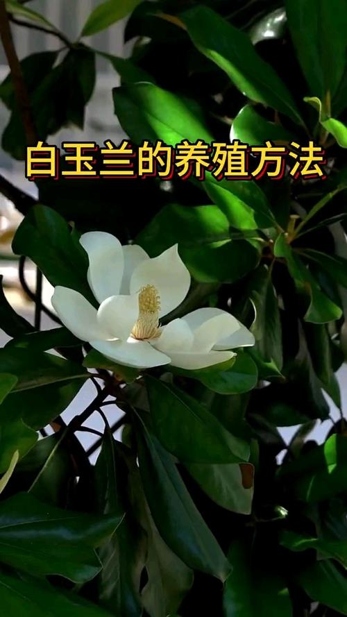 白玉兰花怎么养殖,白玉兰花怎么养殖方法-第5张图片-优品飞百科 白玉兰花怎么养殖,白玉兰花怎么养殖方法-第5张图片-优品飞百科