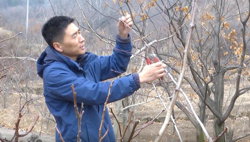山楂树怎么剪枝，山楂树怎么剪枝比较好？