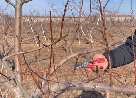 山楂树怎么剪枝，山楂树怎么剪枝比较好？-第2张图片-优品飞百科