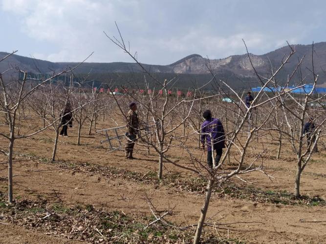 山楂树怎么剪枝，山楂树怎么剪枝比较好？-第3张图片-优品飞百科