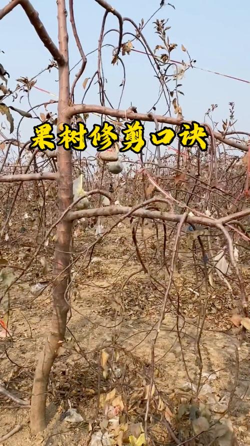 山楂树怎么剪枝，山楂树怎么剪枝比较好？-第4张图片-优品飞百科