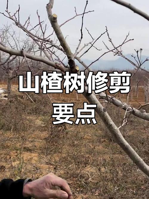 山楂树怎么剪枝，山楂树怎么剪枝比较好？-第6张图片-优品飞百科