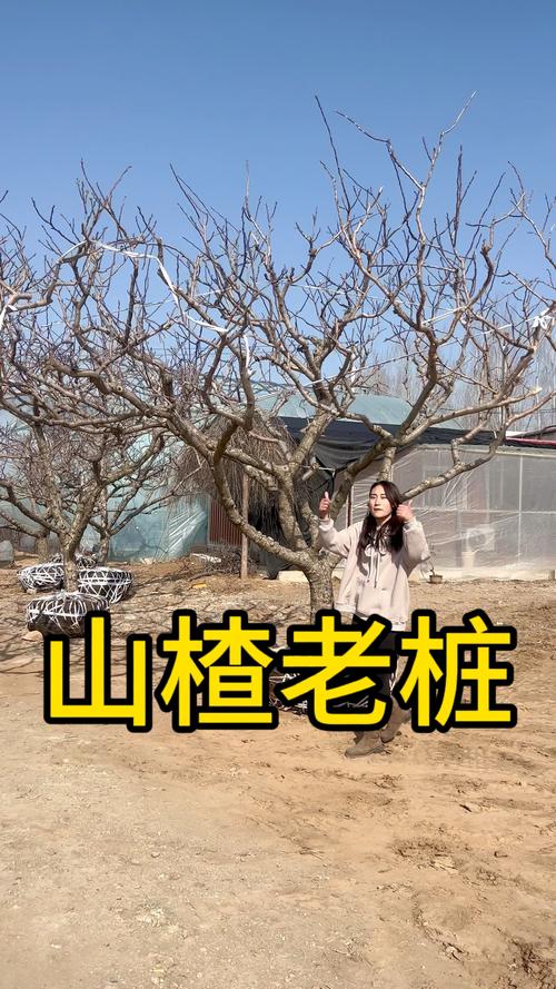 山楂树怎么剪枝，山楂树怎么剪枝比较好？-第7张图片-优品飞百科