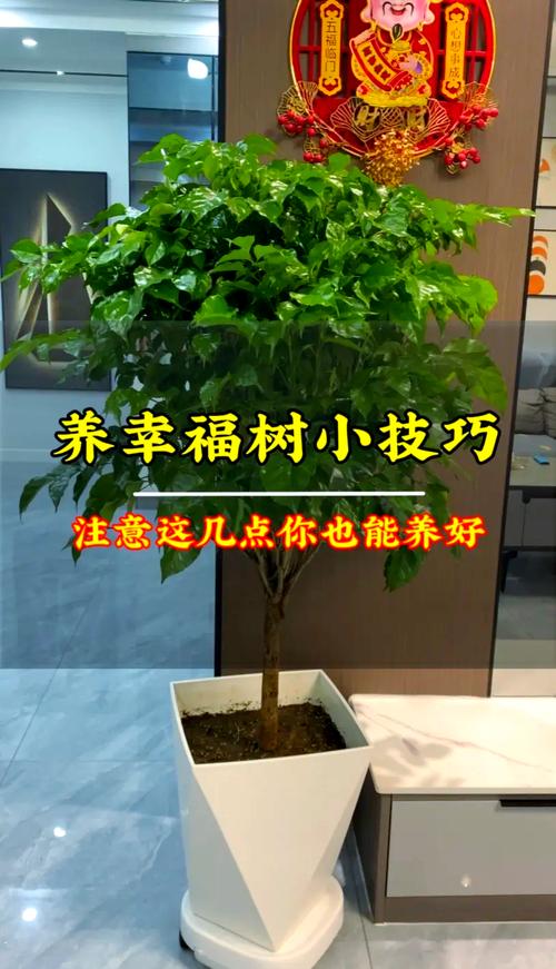 幸福树可以浇啤酒吗，幸福树最忌三种水？-第2张图片-优品飞百科