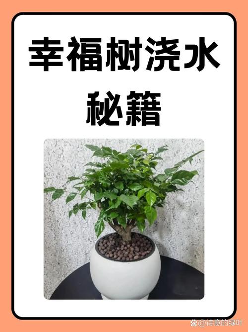 幸福树可以浇啤酒吗，幸福树最忌三种水？