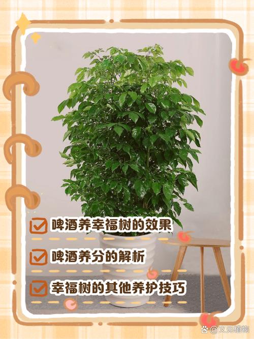 幸福树可以浇啤酒吗，幸福树最忌三种水？-第3张图片-优品飞百科